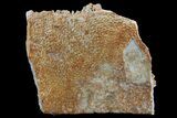 Fossil Turtle Shell Section - Montana #71191-1